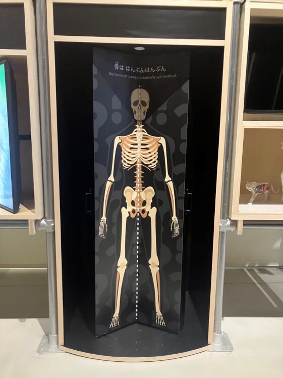 人体骨格のイラスト写真